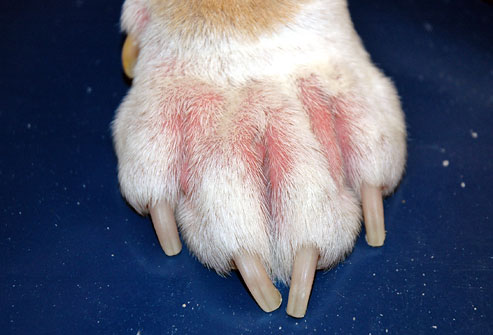 dogs dermatitis