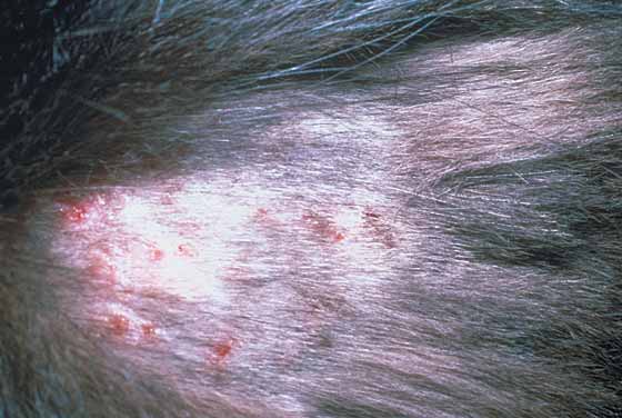 feline miliary dermatitis