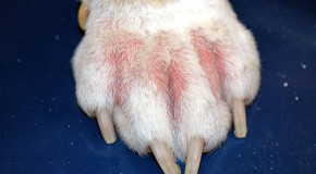 Dogs Dermatitis