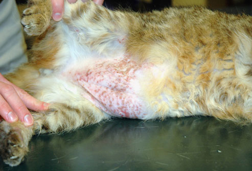 Feline Allergic Dermatitis